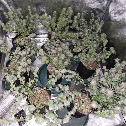 Apricot candy #1 growlog photo: All fan leaves trimmed