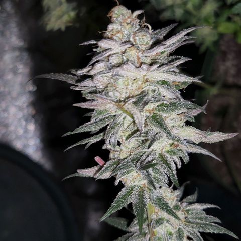 Apricot candy #1 growlog photo: All fan leaves trimmed