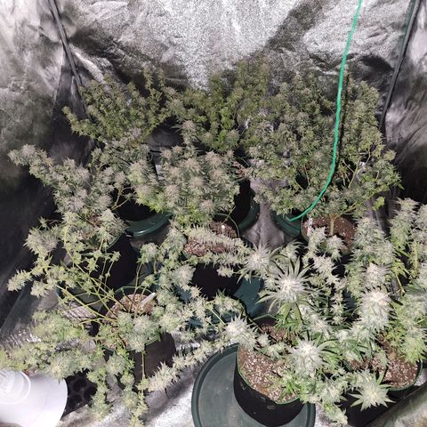 Apricot candy #1 growlog photo: All fan leaves trimmed