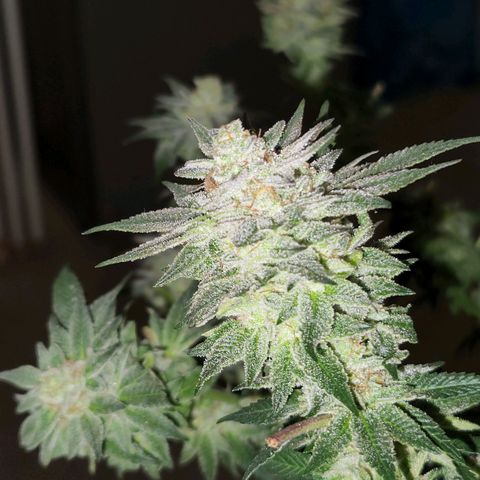 Apricot candy #1 growlog photo: All fan leaves trimmed