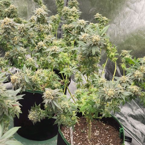 Apricot candy #1 growlog photo: All fan leaves trimmed