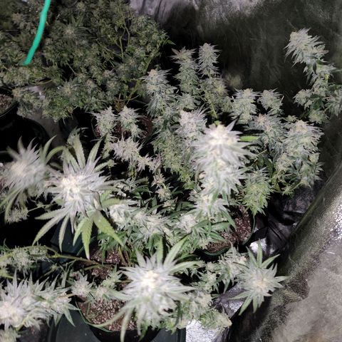 Apricot candy #1 growlog photo: All fan leaves trimmed
