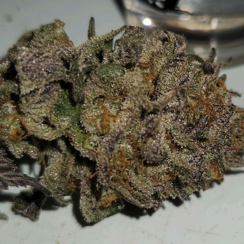 Apricot candy #1 growlog timeline photo