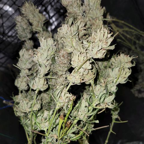 Apricot candy #1 growlog timeline photo