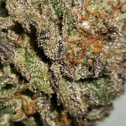 Apricot candy #1 growlog timeline photo