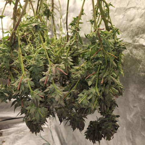 Apricot candy #1 growlog timeline photo