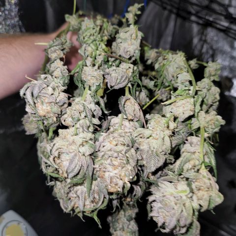 Apricot candy #1 growlog timeline photo
