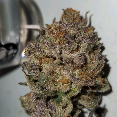 Apricot candy #1 growlog timeline photo