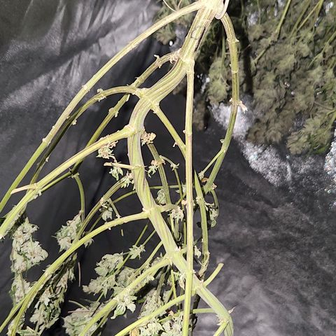 Apricot candy #1 growlog timeline photo