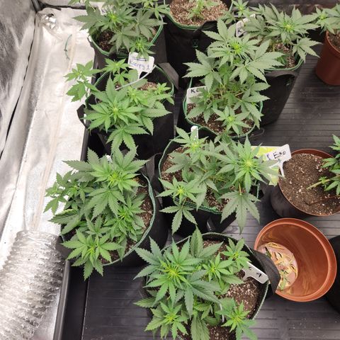  dahkness Purple majix × EC#16 growlog timeline photo
