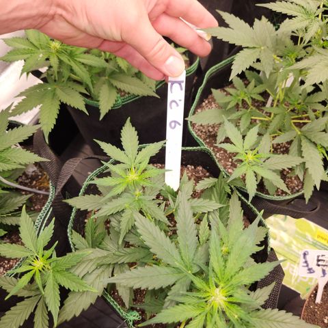  dahkness Purple majix × EC#16 growlog timeline photo