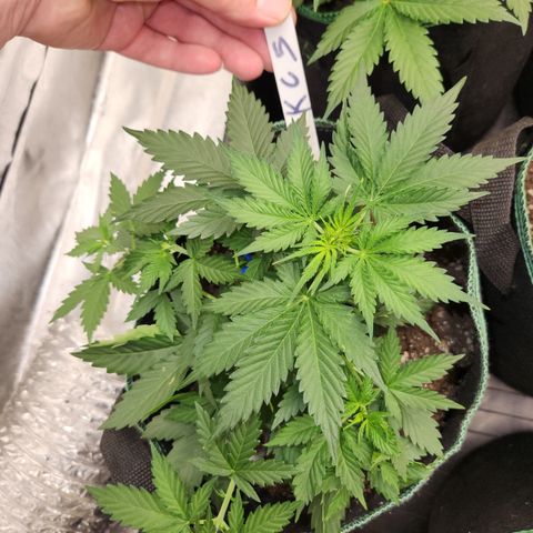  dahkness Purple majix × EC#16 growlog timeline photo