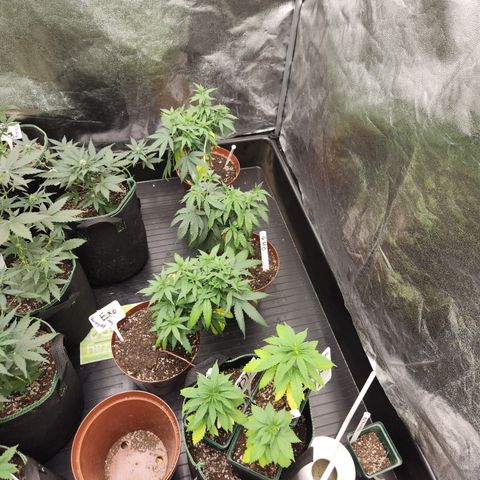  dahkness Purple majix × EC#16 growlog timeline photo