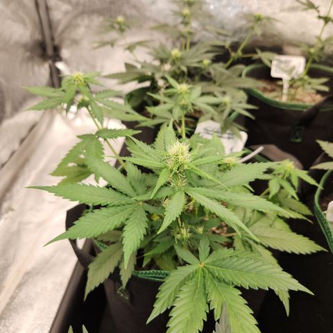  dahkness Purple majix × EC#16 growlog timeline photo