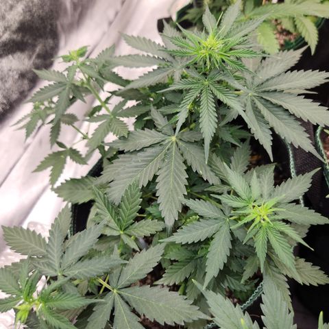  dahkness Purple majix × EC#16 growlog timeline photo