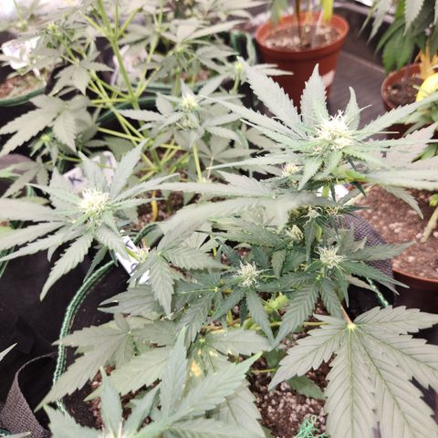  dahkness Purple majix × EC#16 growlog timeline photo