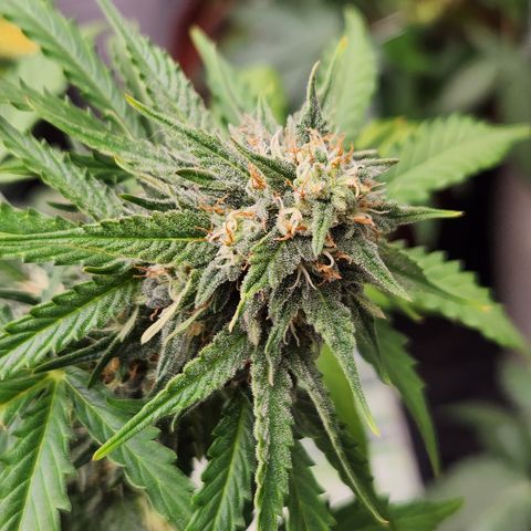  dahkness Purple majix × EC#16 growlog timeline photo