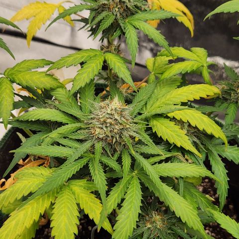  dahkness Purple majix × EC#16 growlog timeline photo