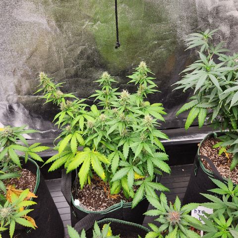  dahkness Purple majix × EC#16 growlog timeline photo
