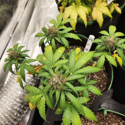  dahkness Purple majix × EC#16 growlog timeline photo