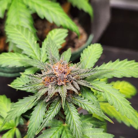  dahkness Purple majix × EC#16 growlog timeline photo