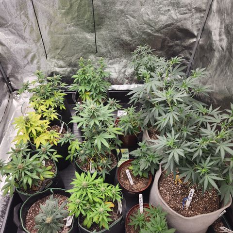  dahkness Purple majix × EC#16 growlog timeline photo