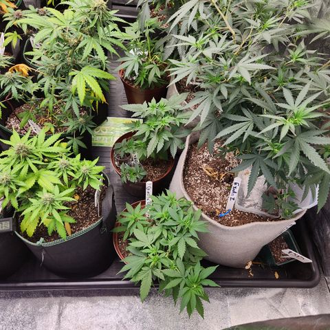  dahkness Purple majix × EC#16 growlog timeline photo