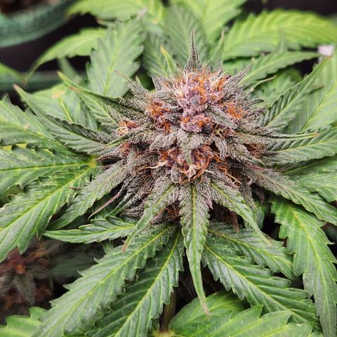  dahkness Purple majix × EC#16 growlog timeline photo