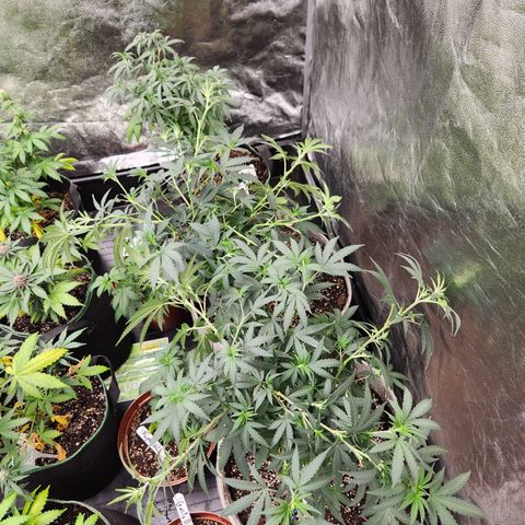  dahkness Purple majix × EC#16 growlog timeline photo