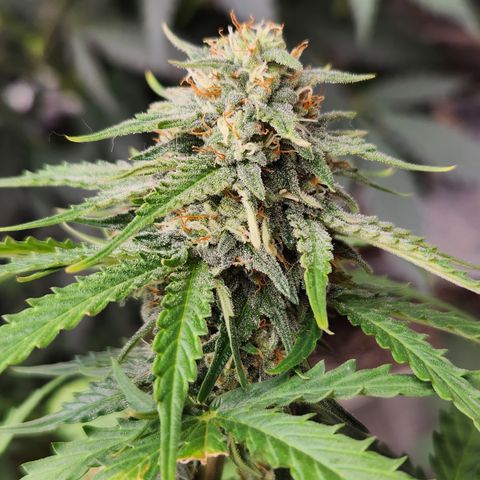  dahkness Purple majix × EC#16 growlog timeline photo