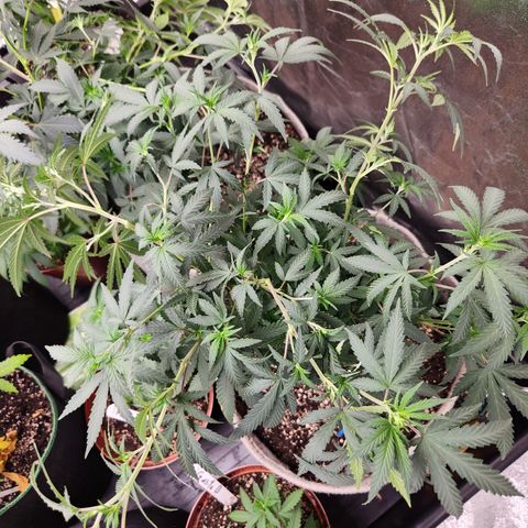  dahkness Purple majix × EC#16 growlog timeline photo