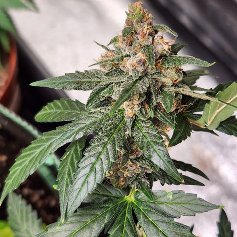  dahkness Purple majix × EC#16 growlog timeline photo