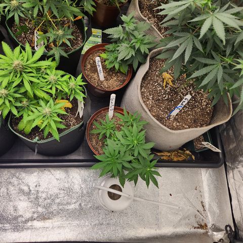  dahkness Purple majix × EC#16 growlog timeline photo