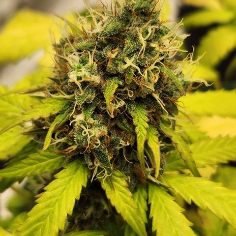  dahkness Purple majix × EC#16 growlog timeline photo