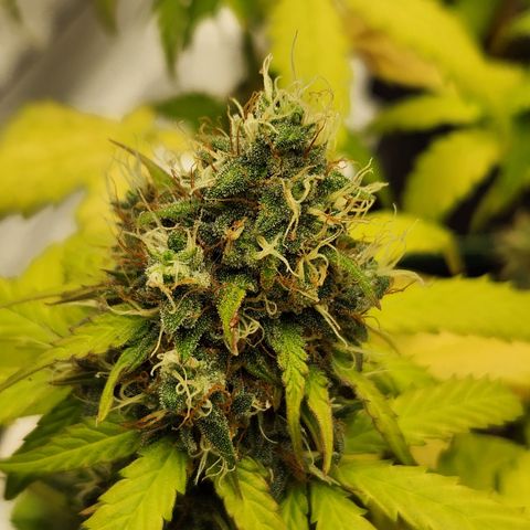  dahkness Purple majix × EC#16 growlog timeline photo