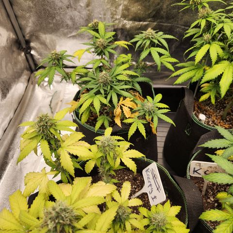  dahkness Purple majix × EC#16 growlog timeline photo