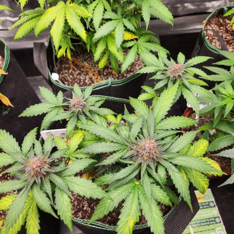  dahkness Purple majix × EC#16 growlog timeline photo