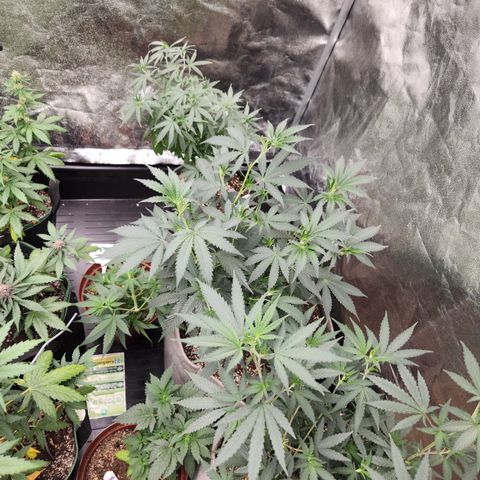  dahkness Purple majix × EC#16 growlog timeline photo