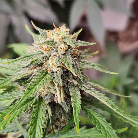  dahkness Purple majix × EC#16 growlog timeline photo