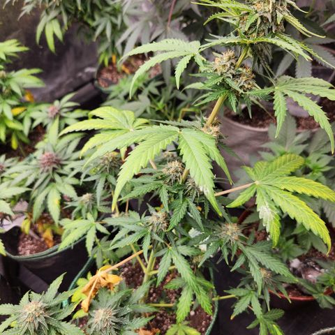  dahkness Purple majix × EC#16 growlog timeline photo
