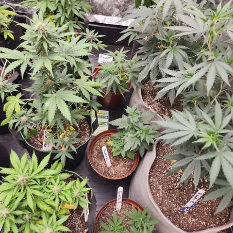  dahkness Purple majix × EC#16 growlog timeline photo