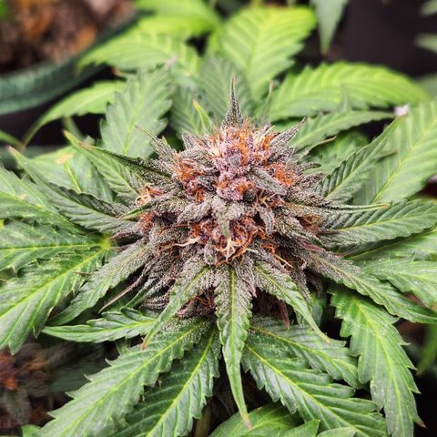  dahkness Purple majix × EC#16 growlog timeline photo