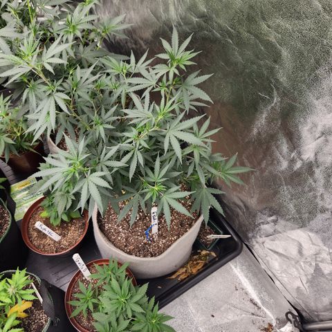  dahkness Purple majix × EC#16 growlog timeline photo