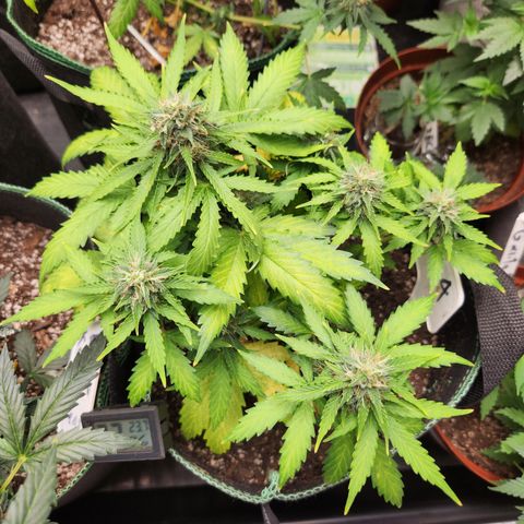  dahkness Purple majix × EC#16 growlog timeline photo