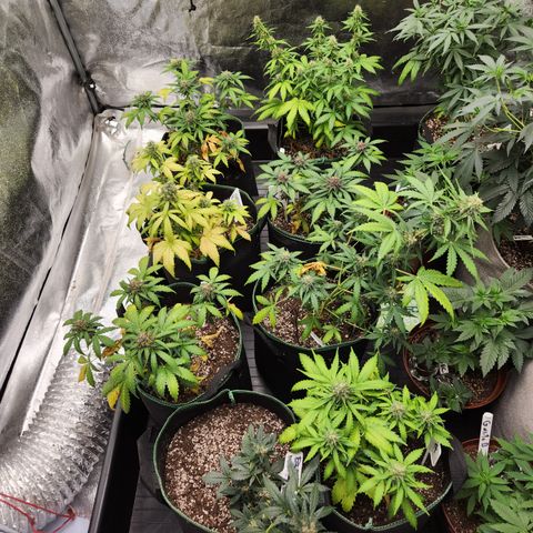  dahkness Purple majix × EC#16 growlog timeline photo