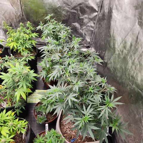  dahkness Purple majix × EC#16 growlog timeline photo