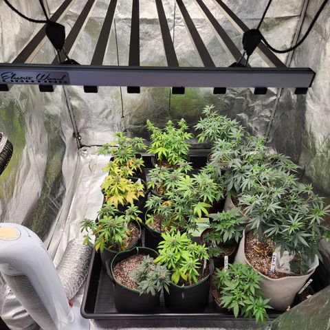  dahkness Purple majix × EC#16 growlog timeline photo