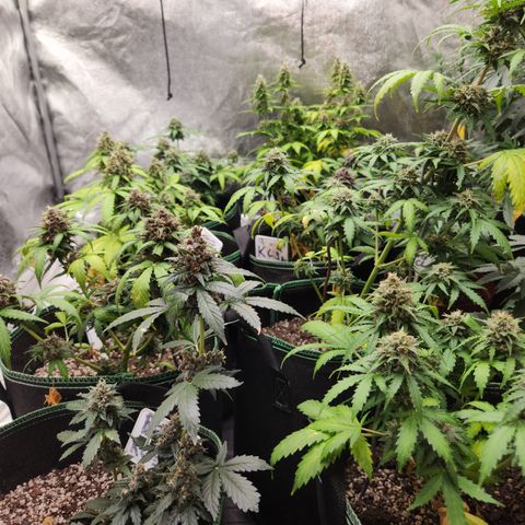  dahkness Purple majix × EC#16 growlog timeline photo