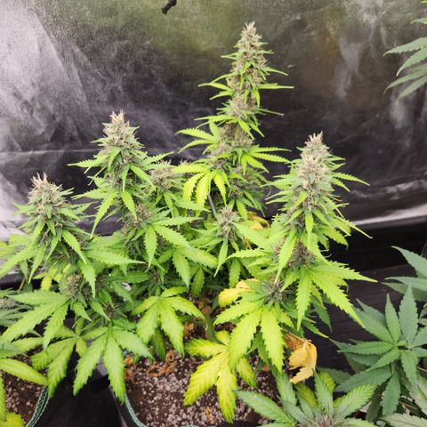  dahkness Purple majix × EC#16 growlog timeline photo
