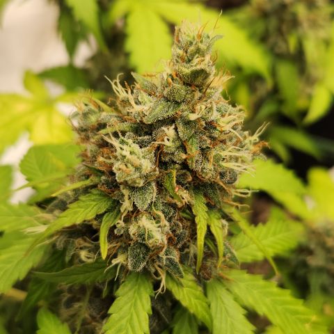  dahkness Purple majix × EC#16 growlog timeline photo